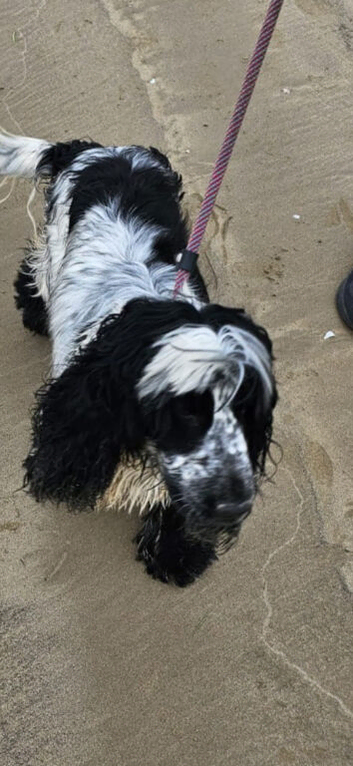1 beautiful boy Cocker spaniel dogs