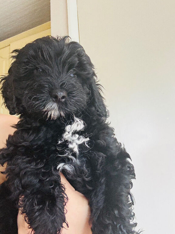 Stunning F1B cockapoo trained