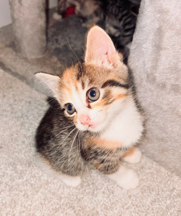 Kittens for sale