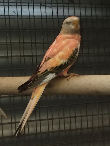 2026 baby bourkes available