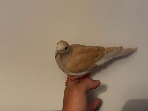 Ringneck/java dove