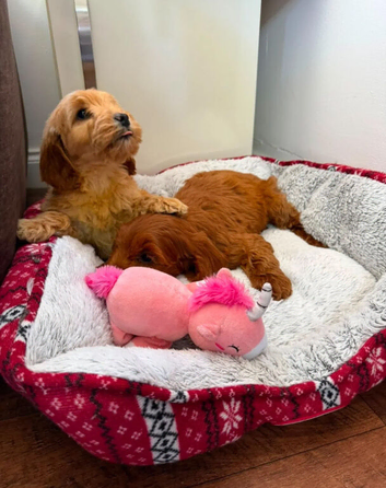 Cockapoo Puppies - Curly Coats & Sweet Personalities