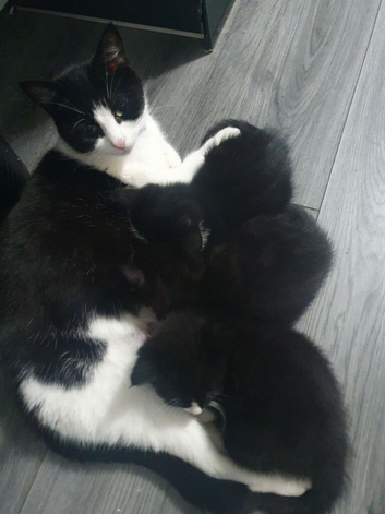 Kittens ready for new homes