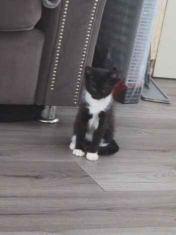 Kittens for sale