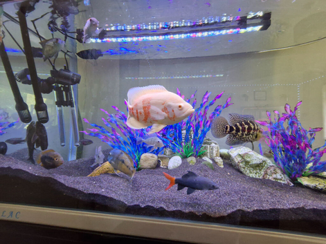 American cichlids