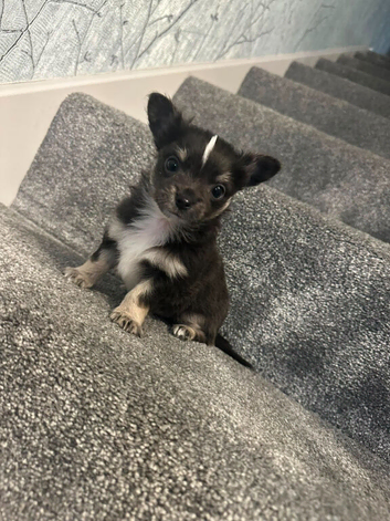 Long hair chihuahua