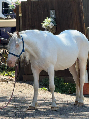 Connemara x Appaloosa