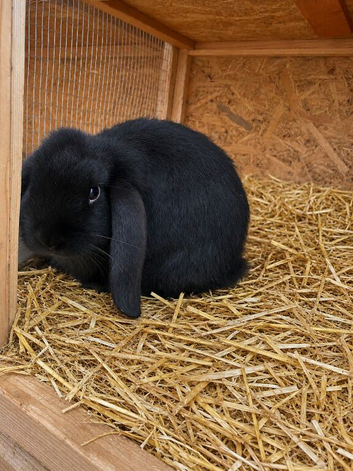 Beautiful French lop bunnies