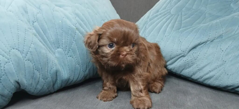 4 boys available  ready in 2 wks