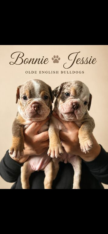 ️Beautiful olde English bulldogs️