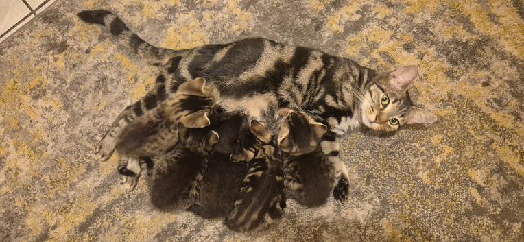 4 lovely kittens
