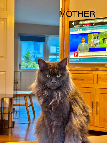 For sale Maine coon kittens