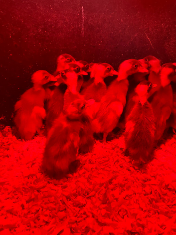 Indian Runner Ducklings