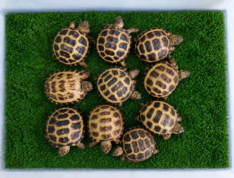 Horsefield Tortoise