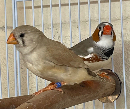 Beautiful young pair of zebra finches