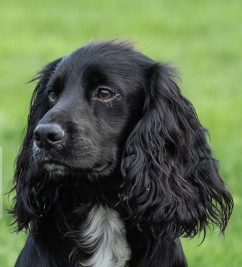 Miniture working cocker spaniel
