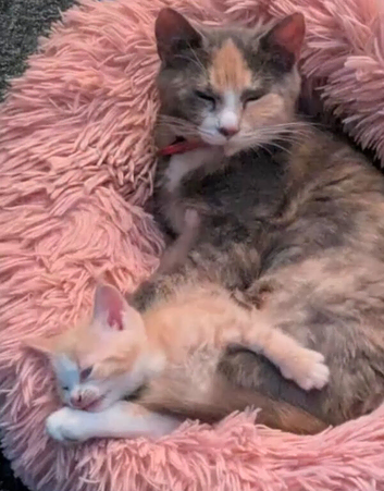 Beautiful grey girls needing homes