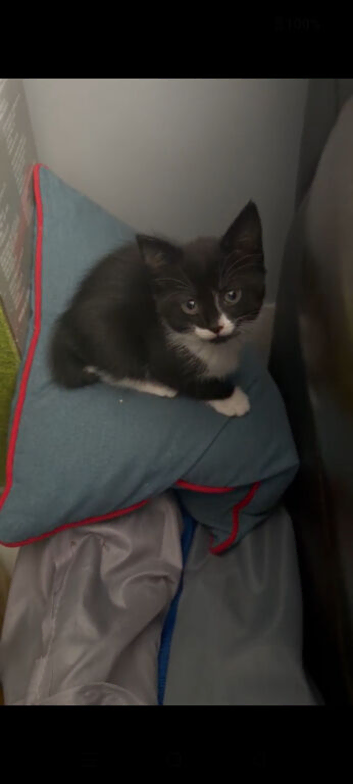 Black and white kittens