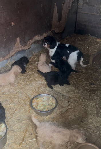Cavapoo
