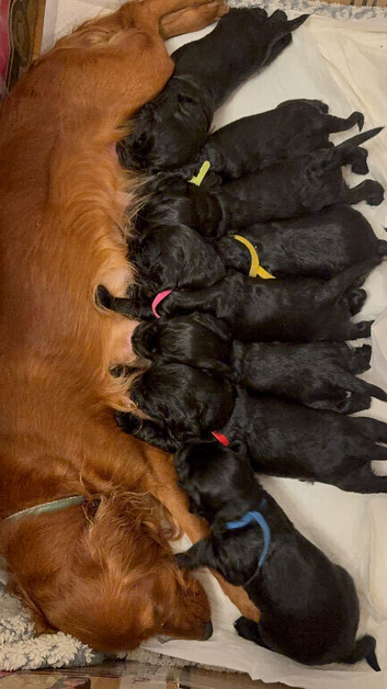 Cocker Spaniel Puppies
