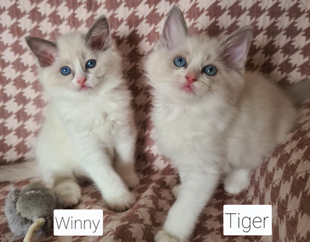 Beautiful ragdoll kittens