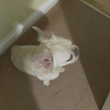 FLUFFY FRENCH BULLDOG FOR QUICK SALE