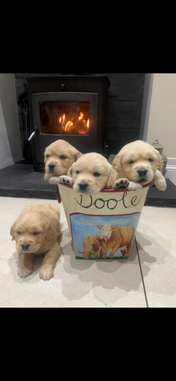 Golden retriever puppies