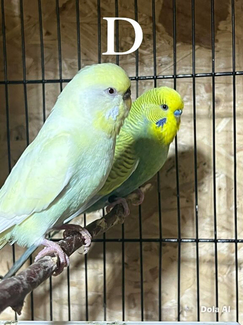 Budgies pair