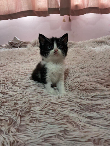 Beautiful female kitten for sale