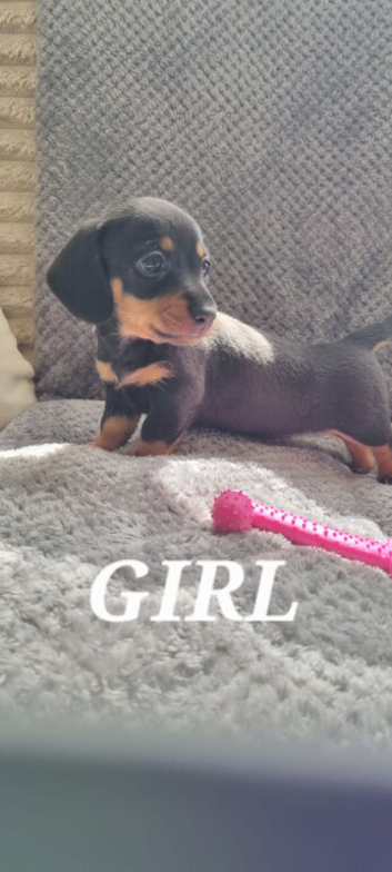 Dachshund puppies