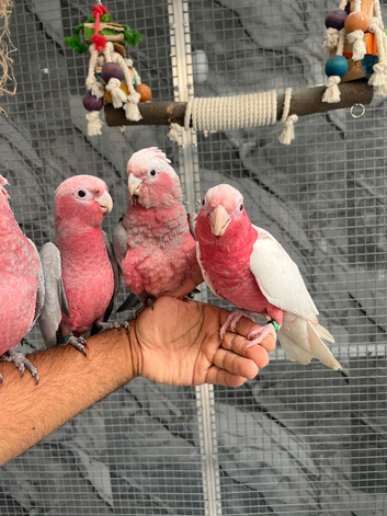 Baby Handreared Super Tame Cuddly Friendly Galah Cockatoo Parrot,24