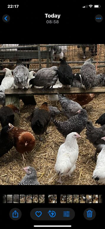 Point of lay chickens