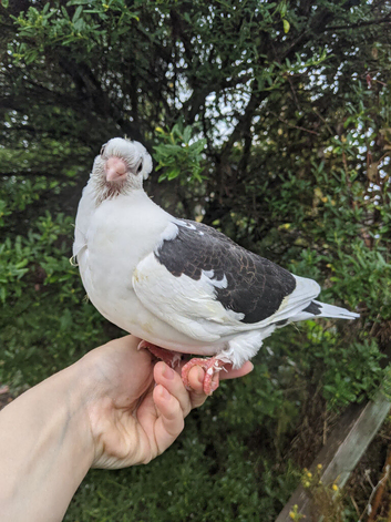 Hand tame young fancy pigeon!