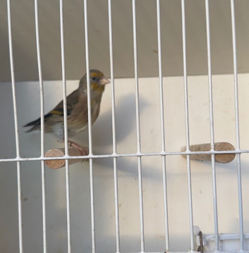 2 male Goldfinch-Canary Hybrid