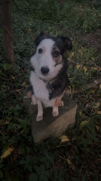 Luna a beautiful female border collie