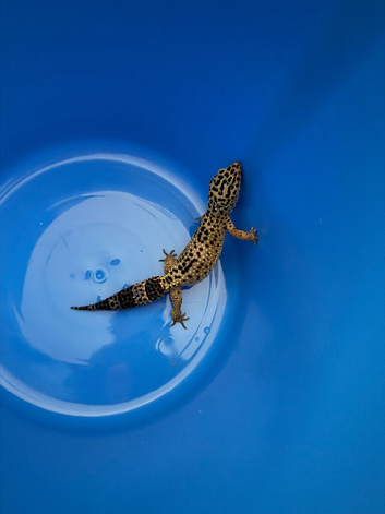 Leopard geko for sale