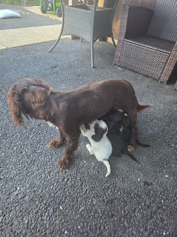 Cocker spaniels