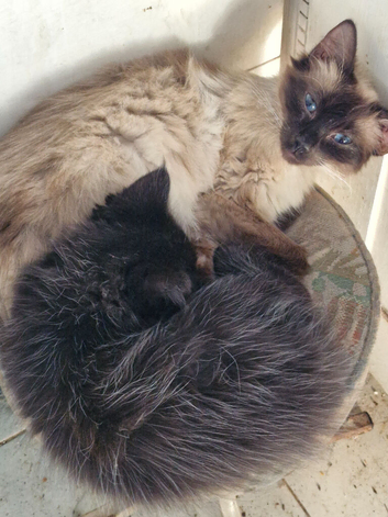 Maine Coon cross Ragdoll