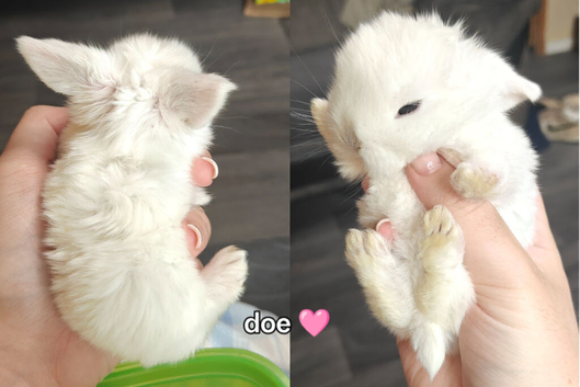 Three healthy beautiful Mini Lops for sale