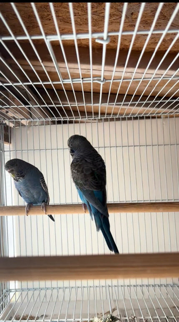 Pair bf/be x bf for sale
