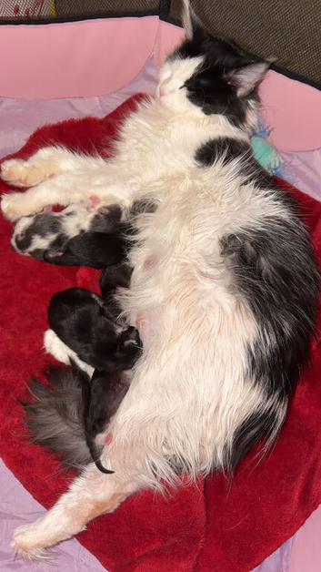 2 Full Mainecoon Kittens Available