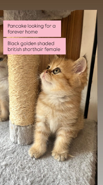 Black golden shaded British shorthair female