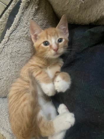 Ginger male tabby kitten