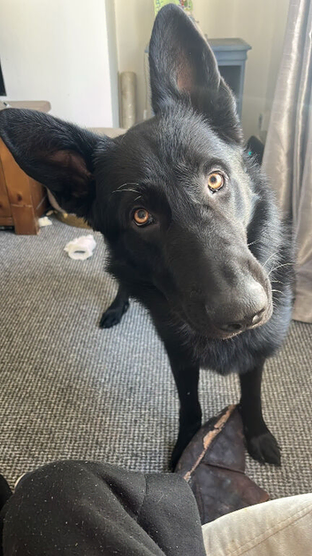 Axel German shepherd