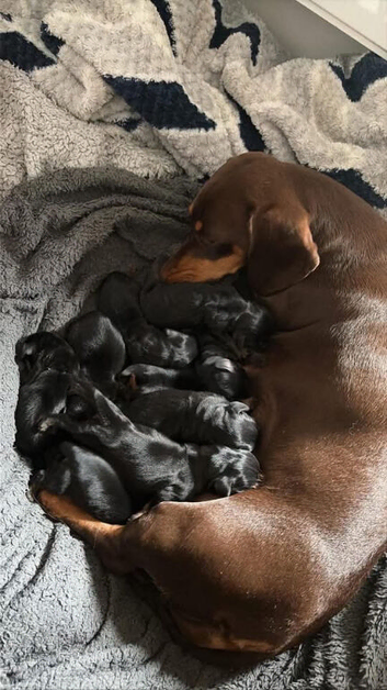 Dachshund Puppies