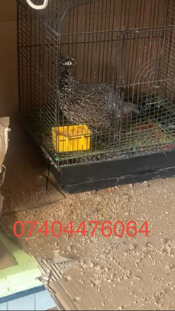 Kamala teeter black Francolin