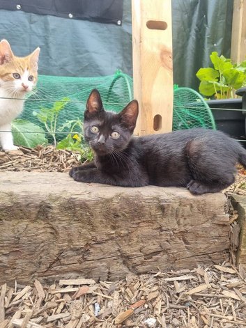 Beautiful black female kitten