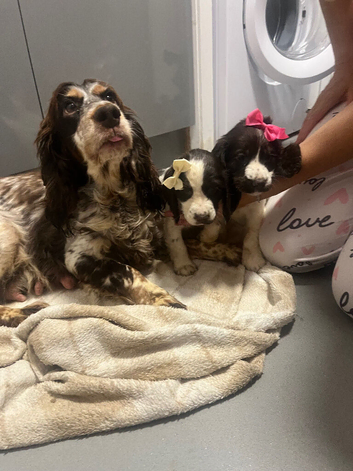Show cocker spaniel pups