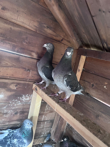 Romanian Standard Homer Pigeons