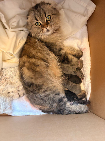 3 x beautiful Scottish fold kittens